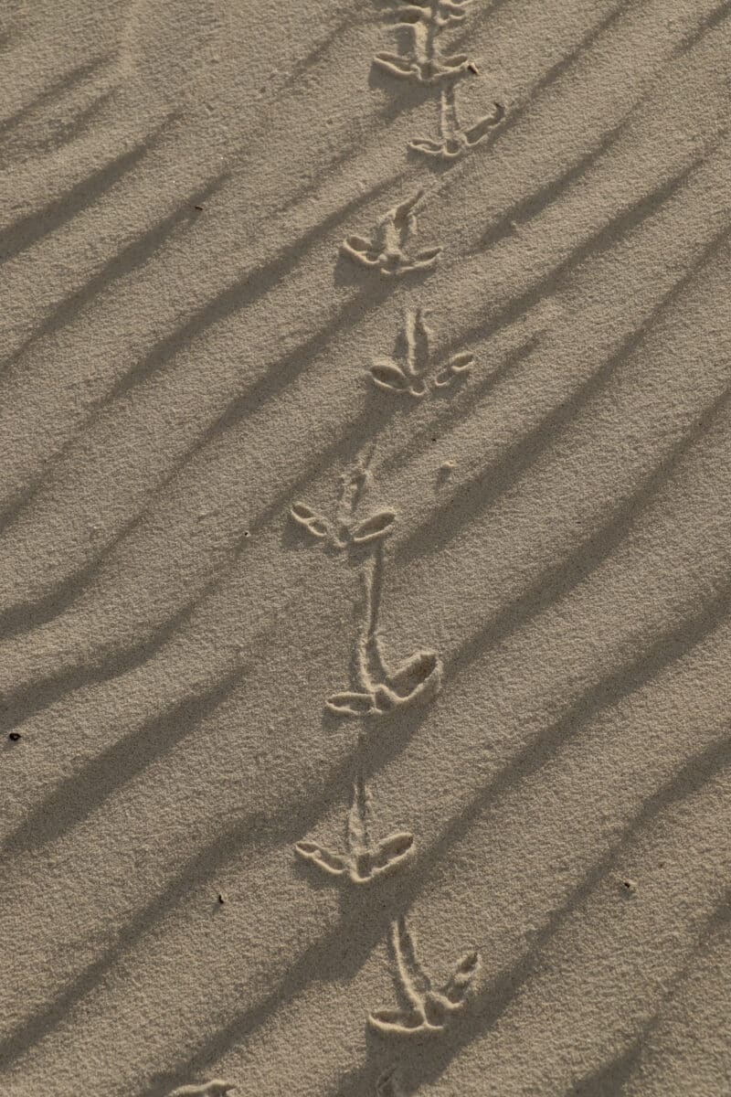Foot prints on sand dune